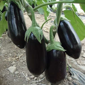 Aubergine Sharapova