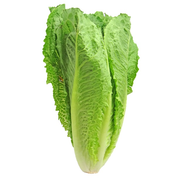 Lettuce